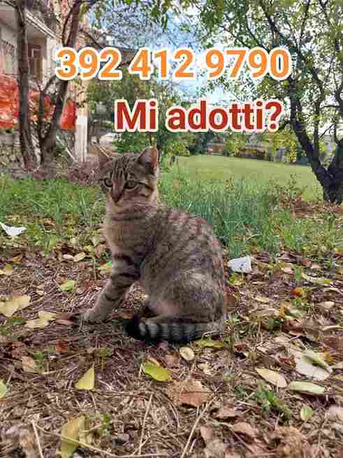 adottate gattino bisognoso