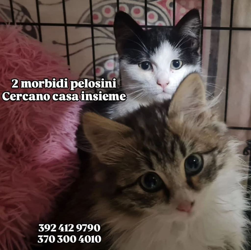 adottate gattino bisognoso