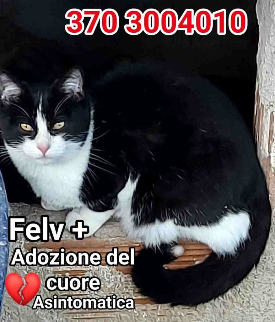 adottate gattino bisognoso