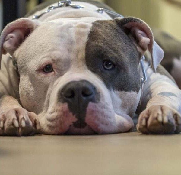 Cani “pericolosi” o padroni impreparati? Il vuoto di regole dietro le tragedie