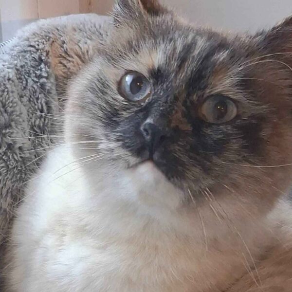 I Mici di Lory: tante storie per tante adozioni…e tante fusa