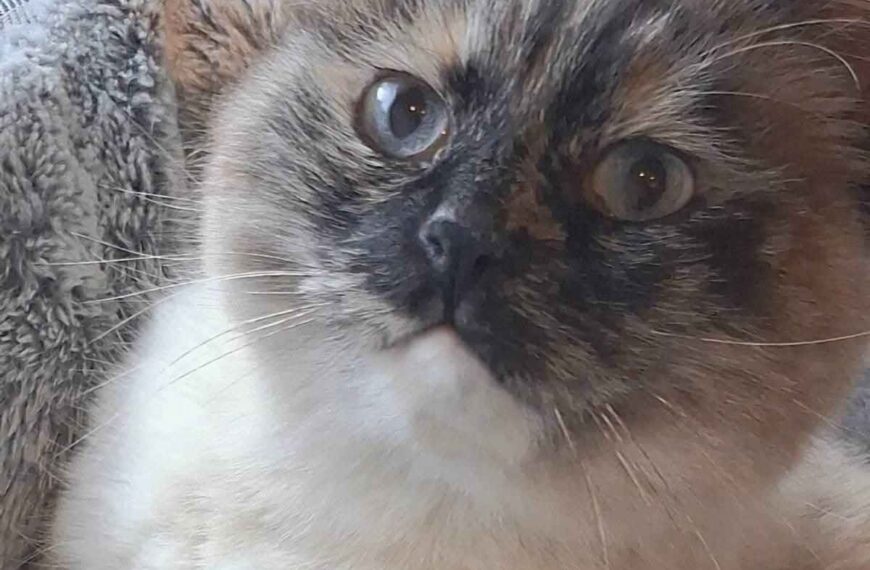 I Mici di Lory: tante storie per tante adozioni…e tante fusa