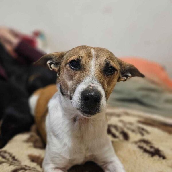 La Casa dei Catorci: inaugurate l’anno nuovo adottando un cagnolino