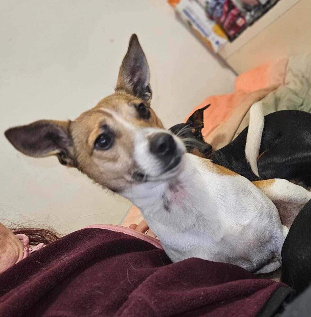 adoyttate un cagnolino