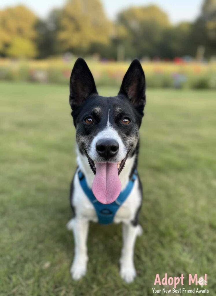 adottate un cagnolino