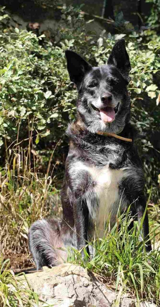 adottate un cagnolino