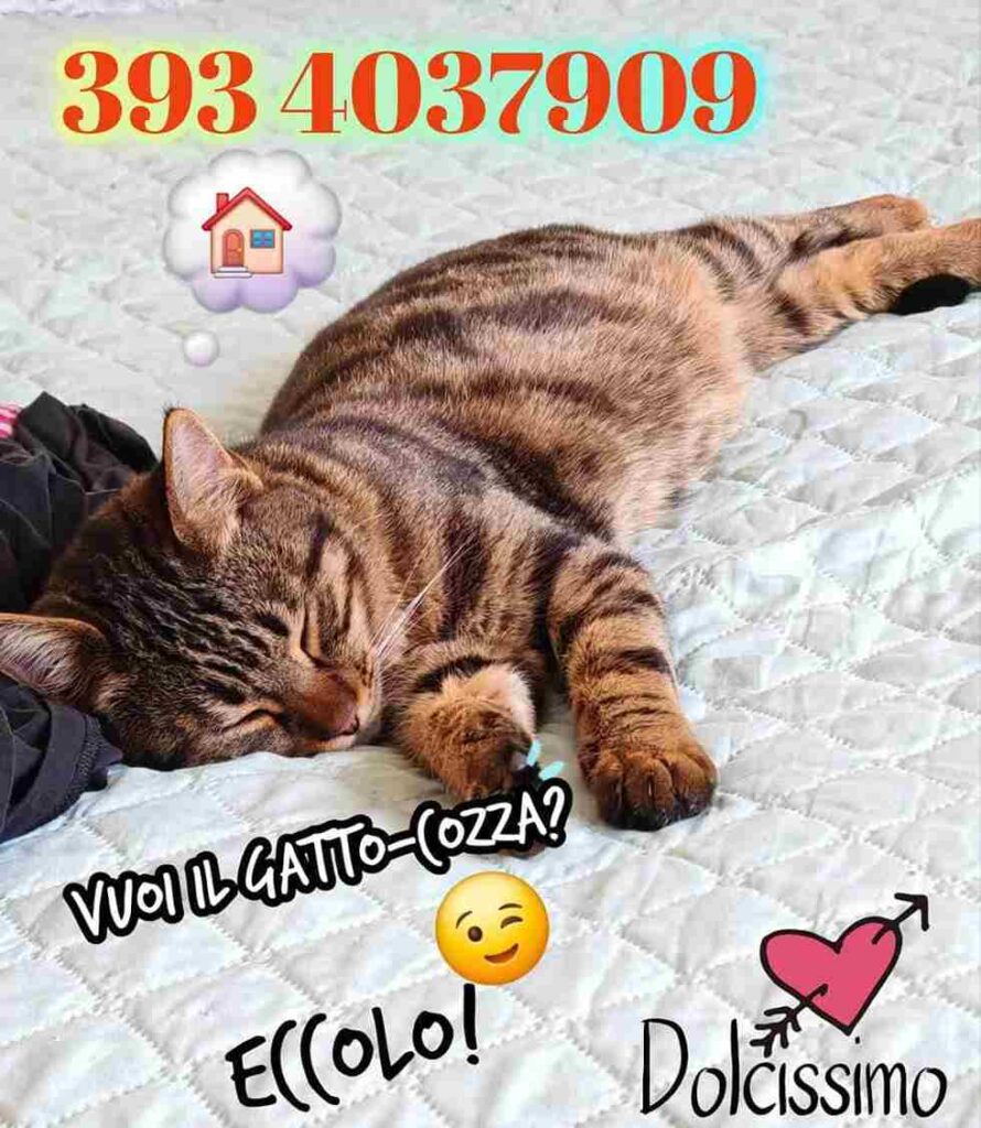 gattini adozione speciale