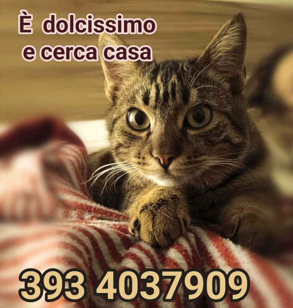 gattini adozione speciale