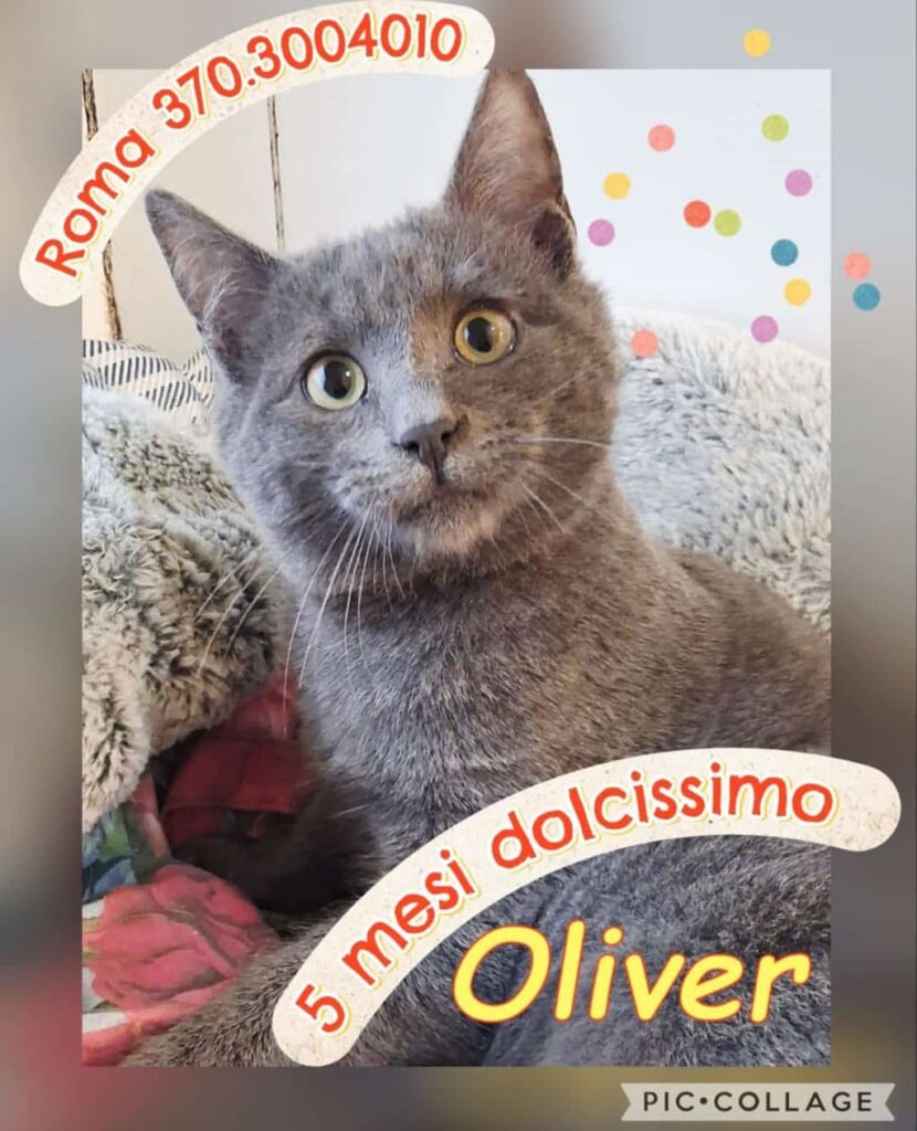 Sterilizzare i gatti