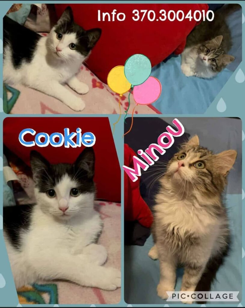 sterilizzare i gatti