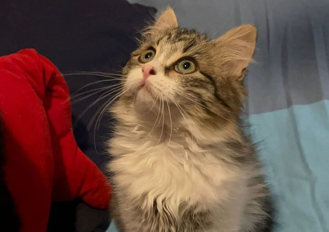 Sterilizzazione gatti