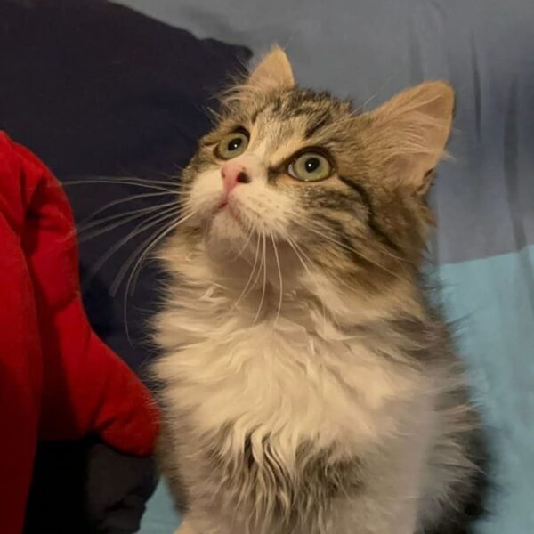 Sterilizzare i gatti: in cosa consiste e perché è così importante