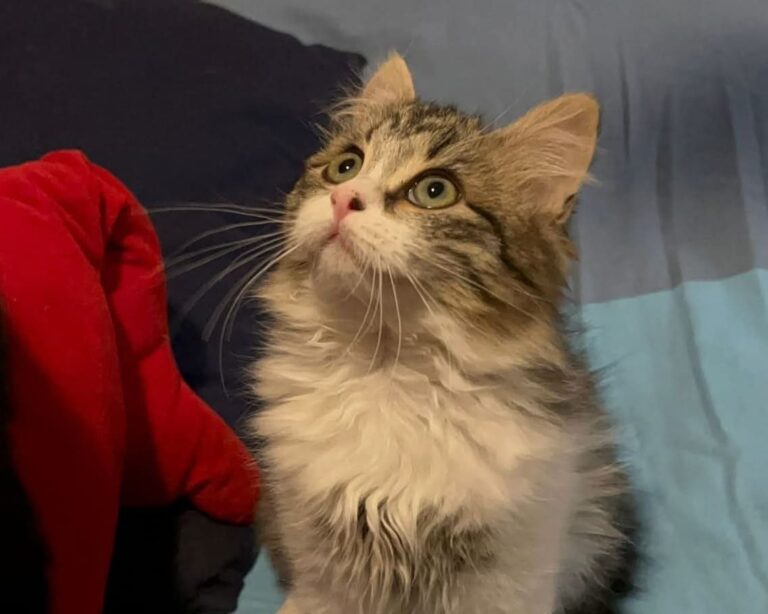 Sterilizzazione gatti