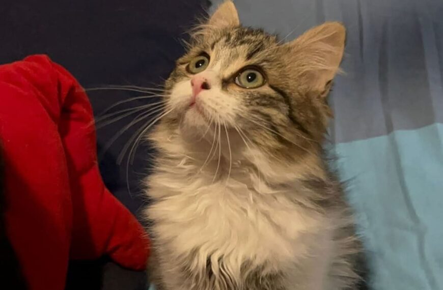 Sterilizzazione gatti