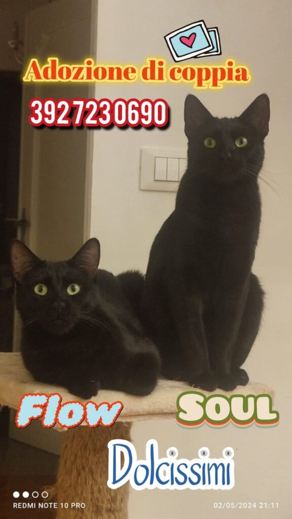 sterilizzare i gatti