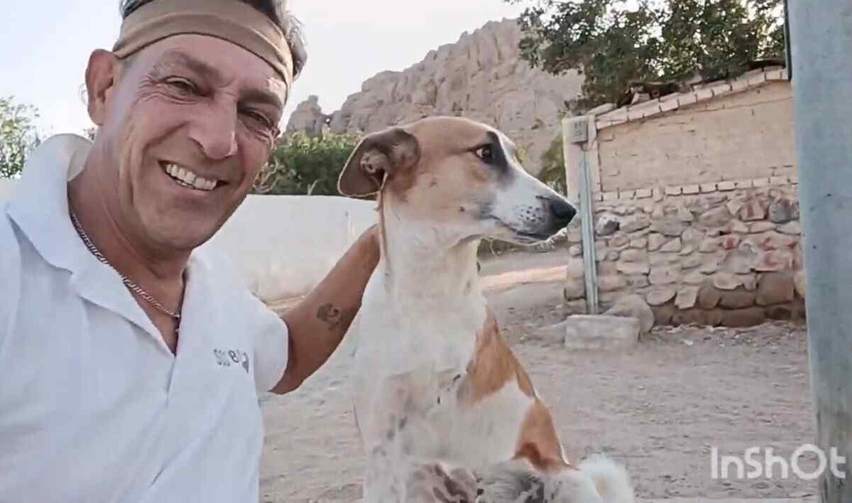 Emergenza cani