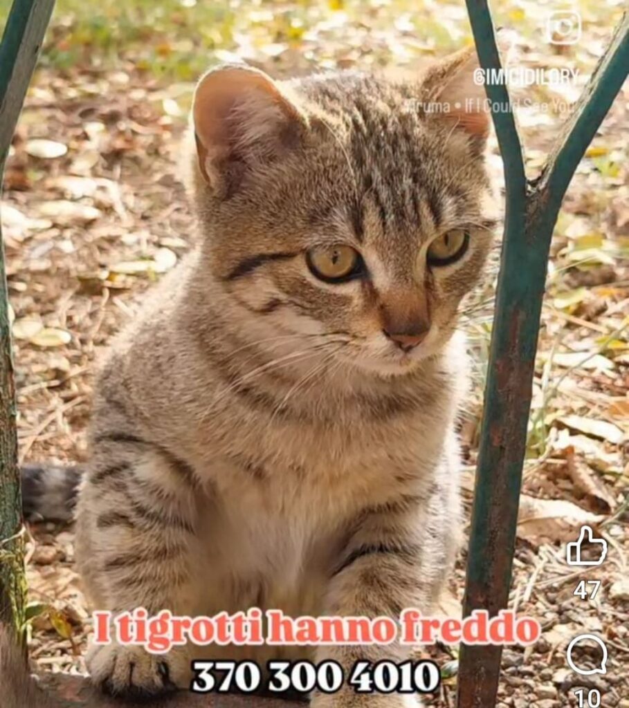 gattini randagi freddo