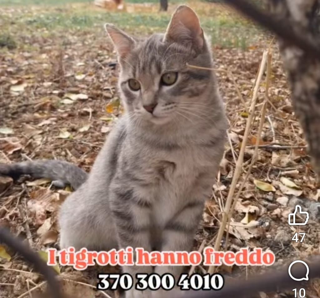 gattini randagi