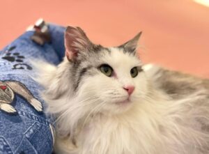 Gattini adozione speciale