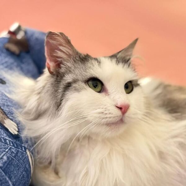 I Mici di Lory: i gattini più belli per un’adozione speciale