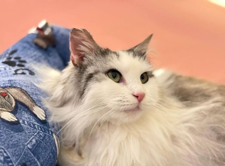 Gattini adozione speciale