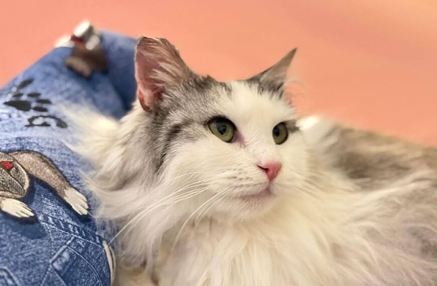 Gattini adozione speciale