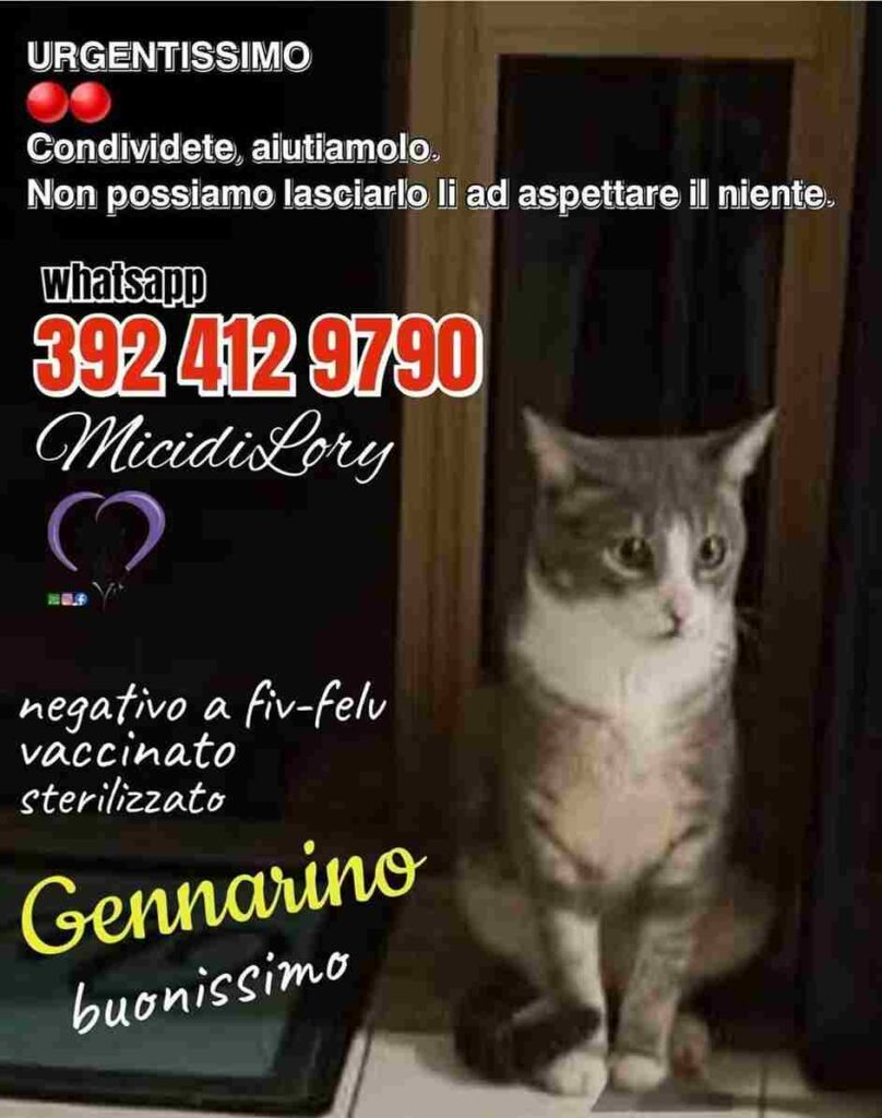 Gattini adozione speciale