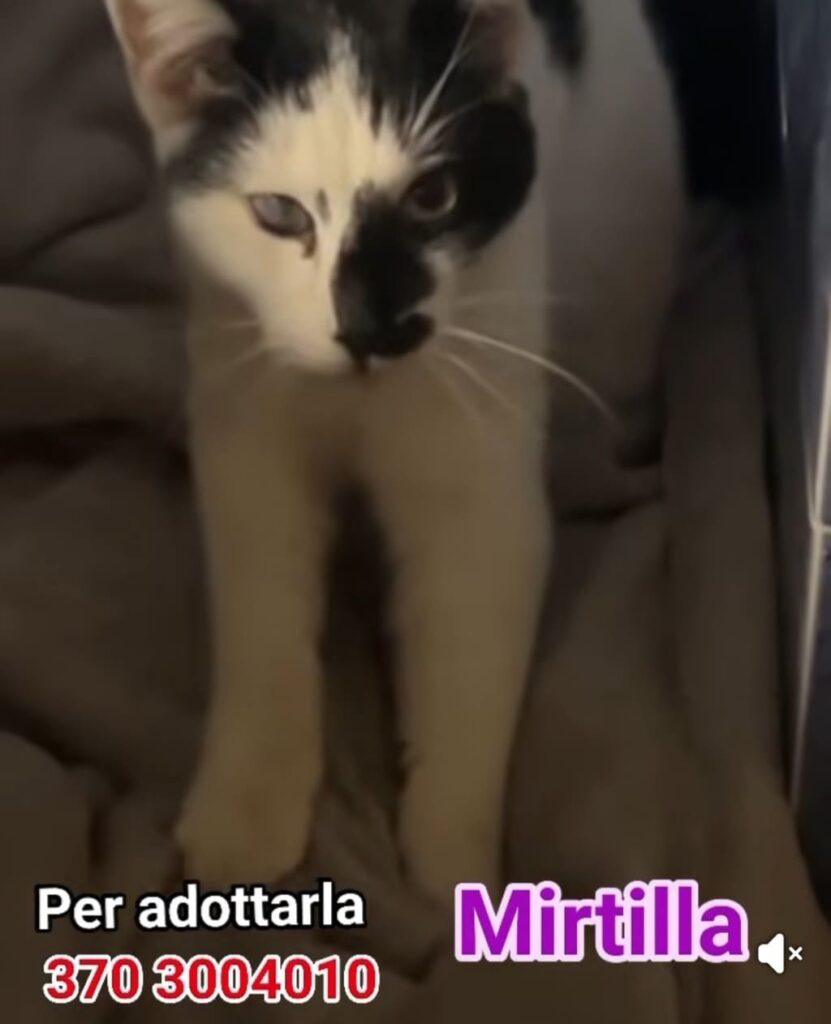 gattini adozioni