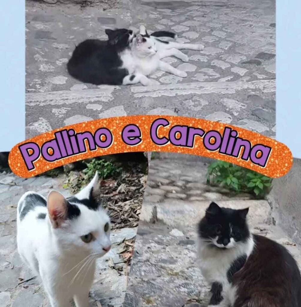 gattini adozioni