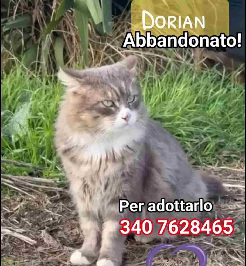 gattini adozioni