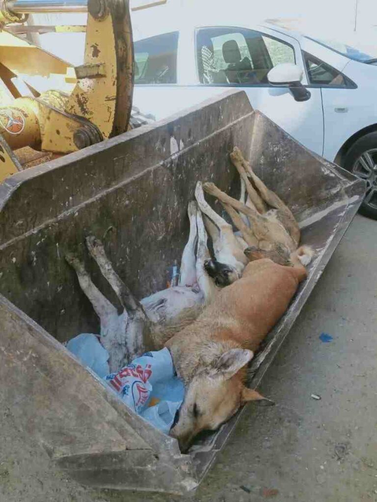 violenza cani randagi Egitto