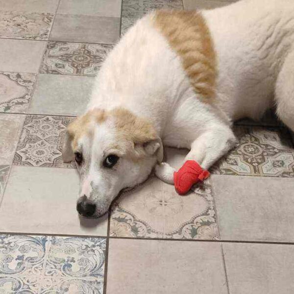 Adottate Esterino, il cane che chiede solo una possibilità