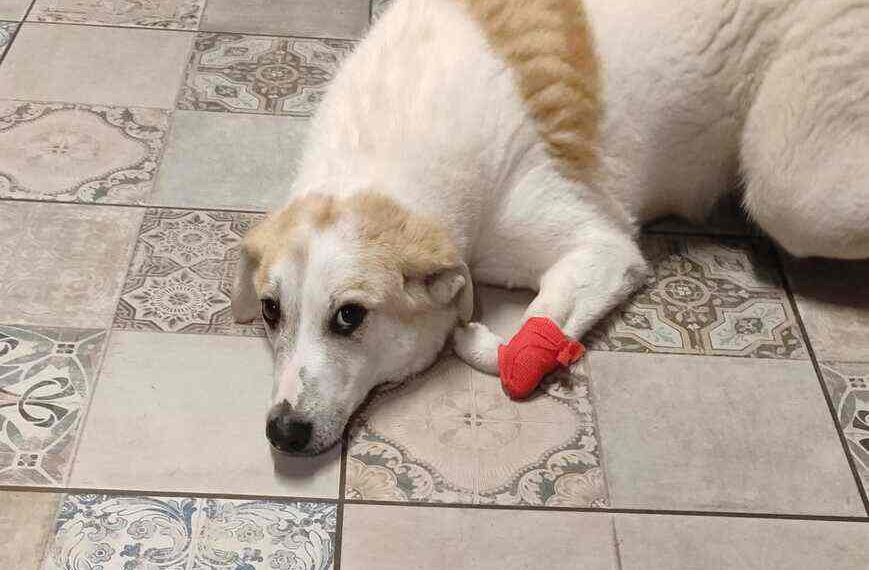 Adottate Esterino, il cane che chiede solo una possibilità