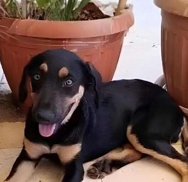 Anubis e il paradosso della protezione: quando “mettere in salvo” non significa fare la cosa giusta