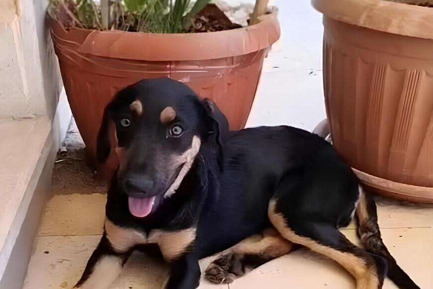cani baladi