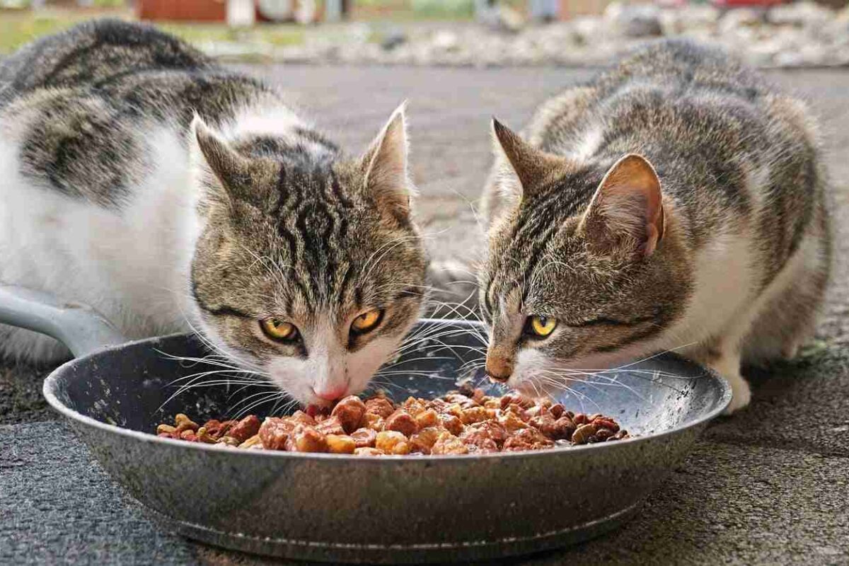Alimentazione gatti