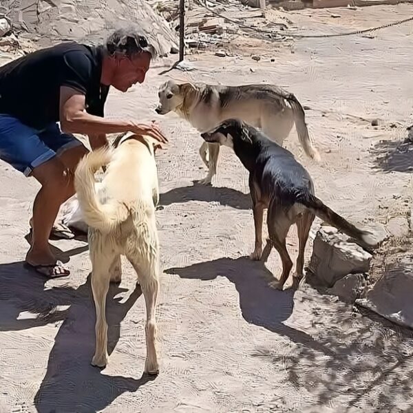 Violenza Cani Randagi Egitto: Brutalità Sistemica Ignorata