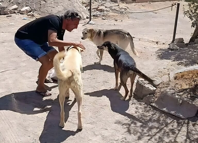 violenza cani randagi Egitto