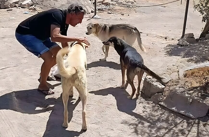 violenza cani randagi Egitto