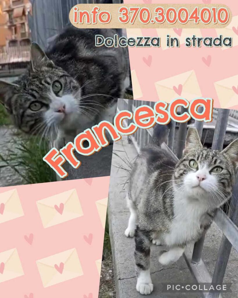 Festa Nazionale del Gatto