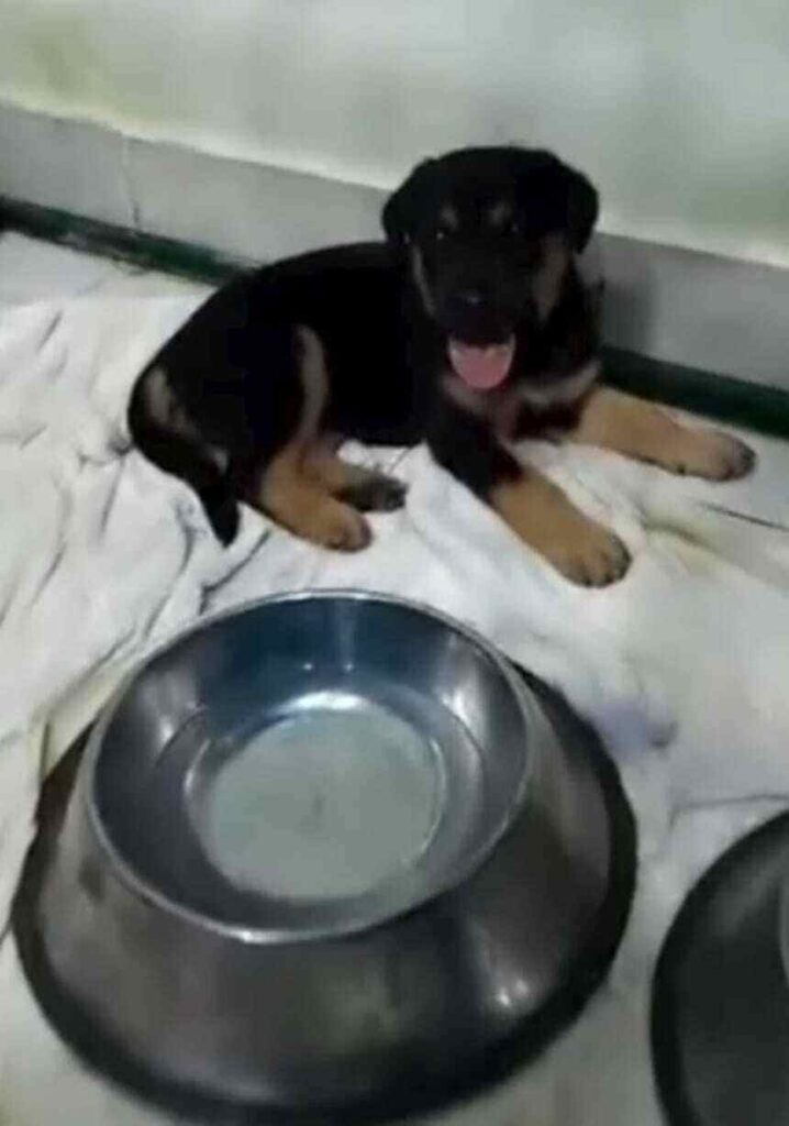 Aiuto per gli animali