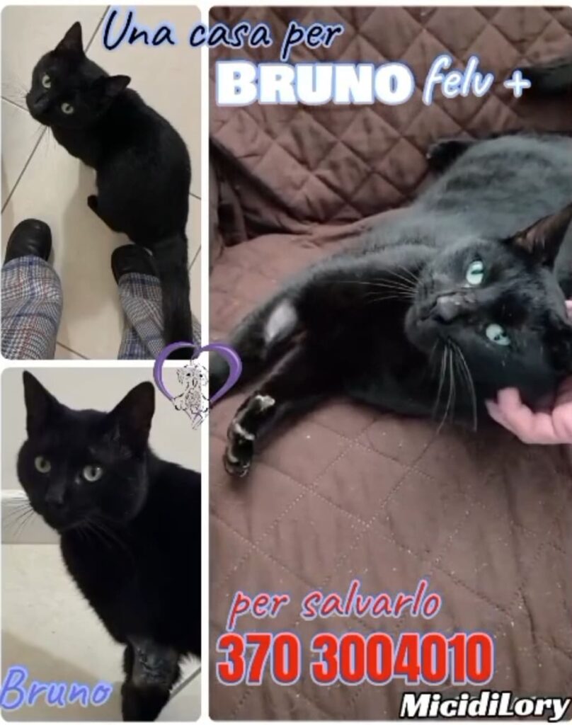 gatti in adozione