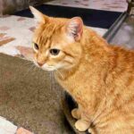 Festa Nazionale del Gatto