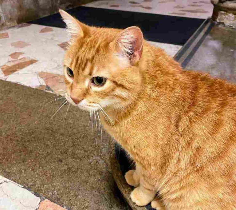 Festa Nazionale del Gatto