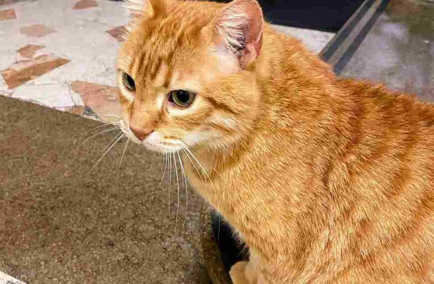 Festa Nazionale del Gatto