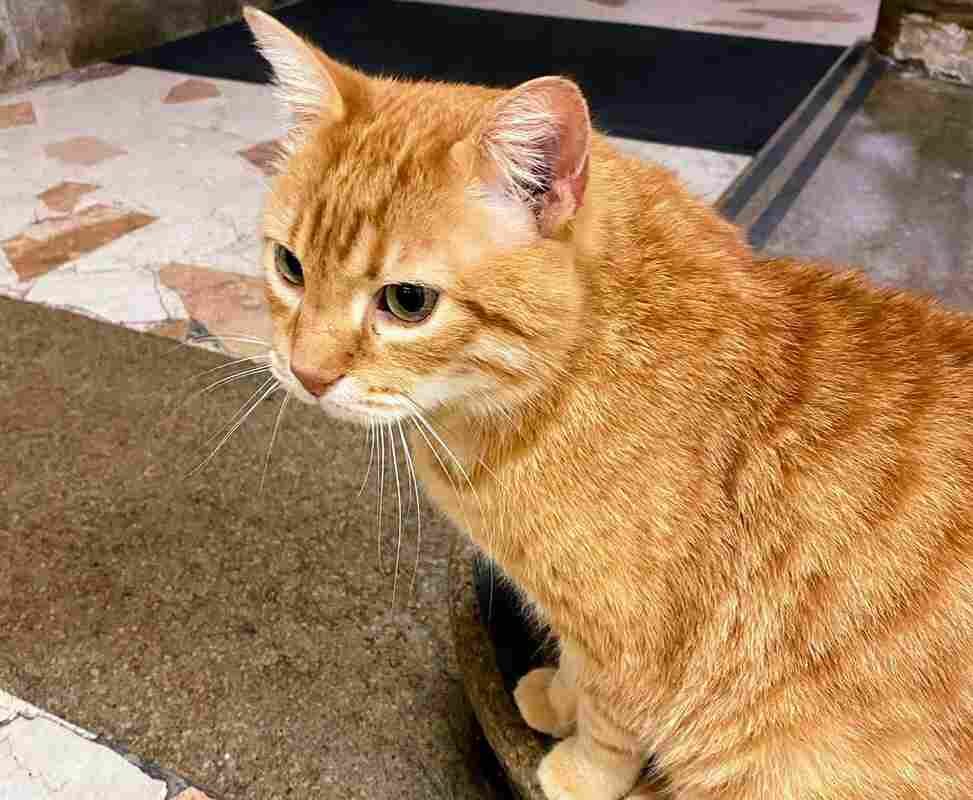 Festa Nazionale del Gatto