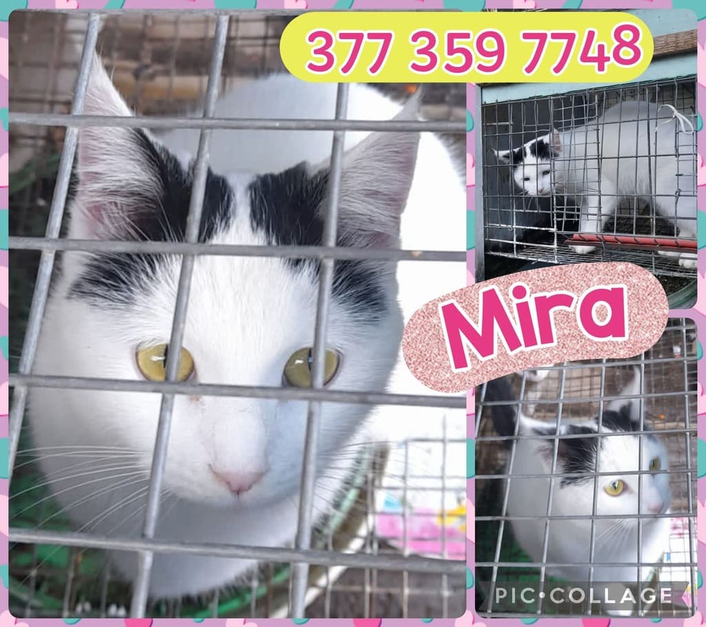 gattini cercano un'adozione