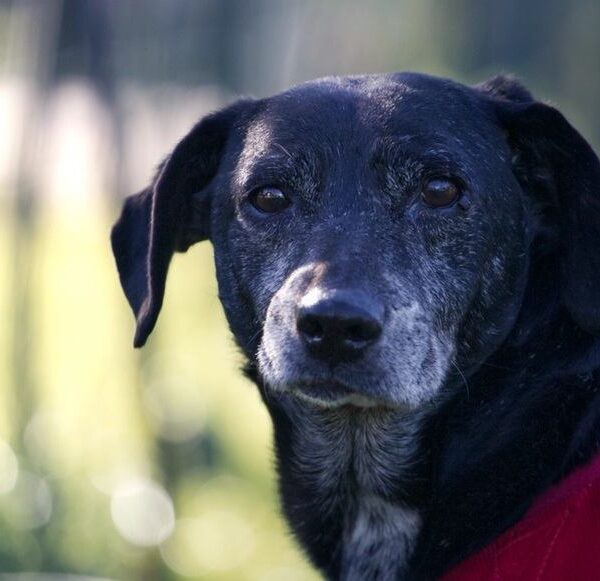 Adottare consapevolmente: la differenza fra scelta e azione