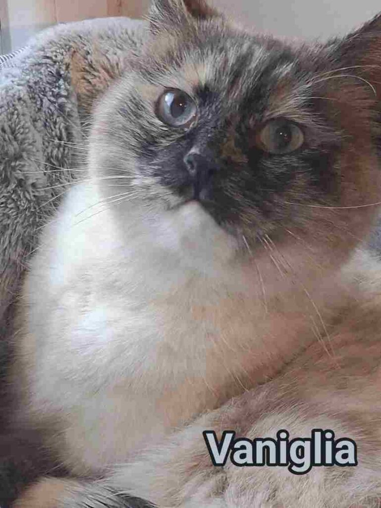 gattini cercano un'adozione