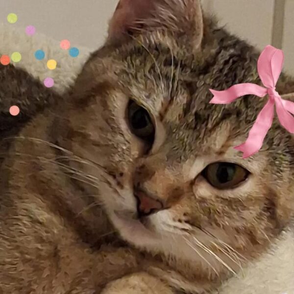 I Mici di Lory: no all’abbandono